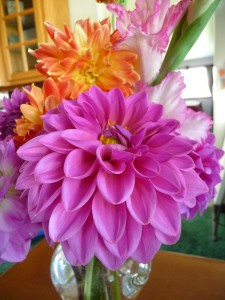 Dahlias